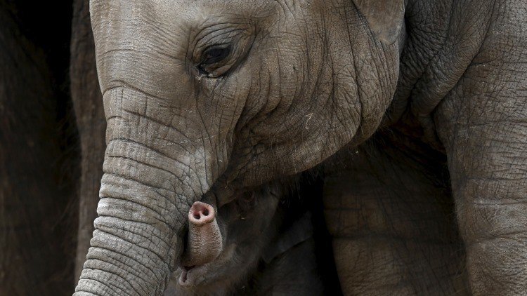 ¿Por qué los elefantes no tienen cáncer? La respuesta podría salvar a la humanidad