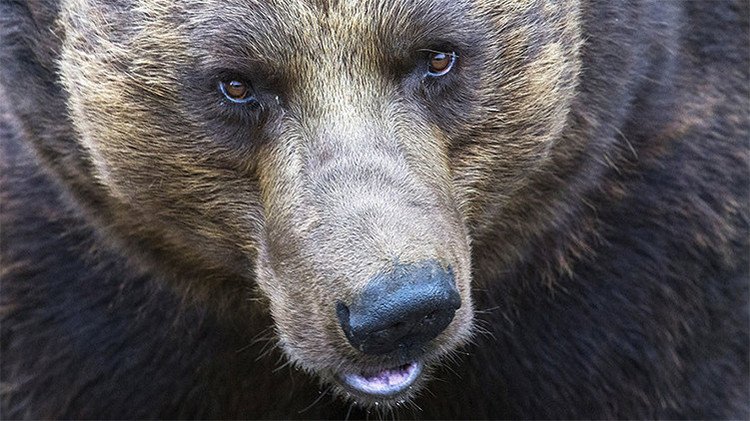 Video: Un oso pardo irrumpe en jardín infantil ruso, es abatido a tiros