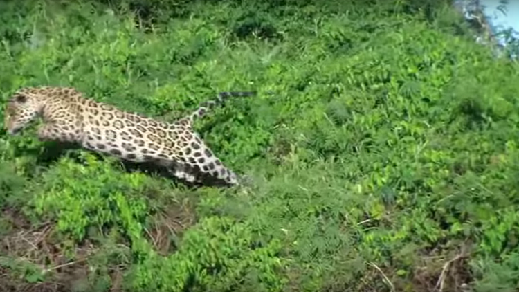 Impresionante: Un jaguar 'pesca' a un caimán en Brasil