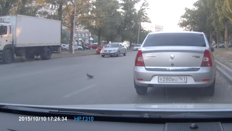 Una paloma es la responsable de un triple accidente de tránsito