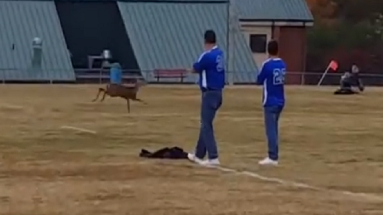 Un ciervo interrumpe un partido para meter un golazo