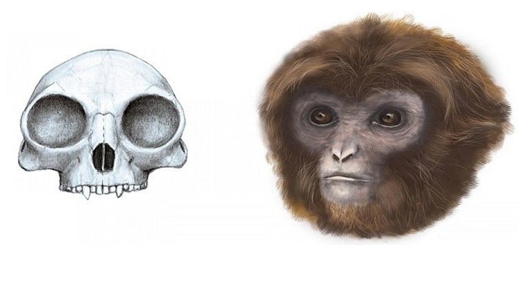 Se completa la cadena evolutiva: científicos descubren un nuevo ancestro humano (Fotos)
