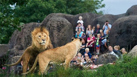 Un zoológico danés mata un león e invita a los niños a ver su disección - RT