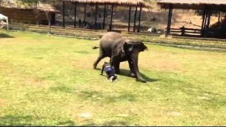 Un elefante nunca olvida a un amigo