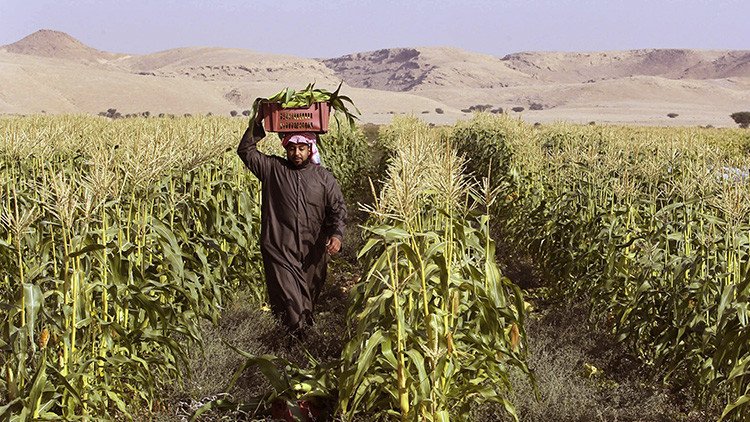 Arabia Saudita acaba con sus cultivos de trigo para salvar sus reservas de agua