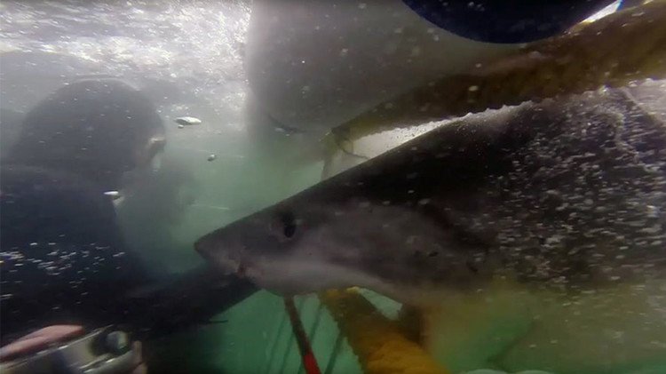 Un tiburón casi le arranca el brazo a un turista que se encontraba en una jaula de buceo   