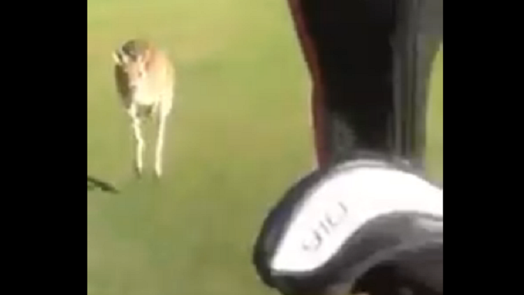 Territorio marsupial: dos golfistas huyen despavoridos de un canguro