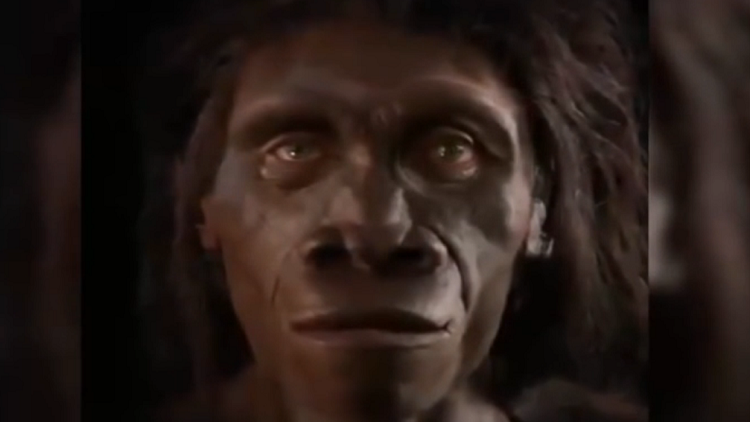 6 millones de años en un minuto: cómo ha evolucionado el rostro humano