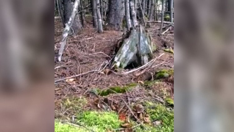 'La Tierra respira': el movimiento del suelo de un bosque canadiense desconcierta en la Red (video)