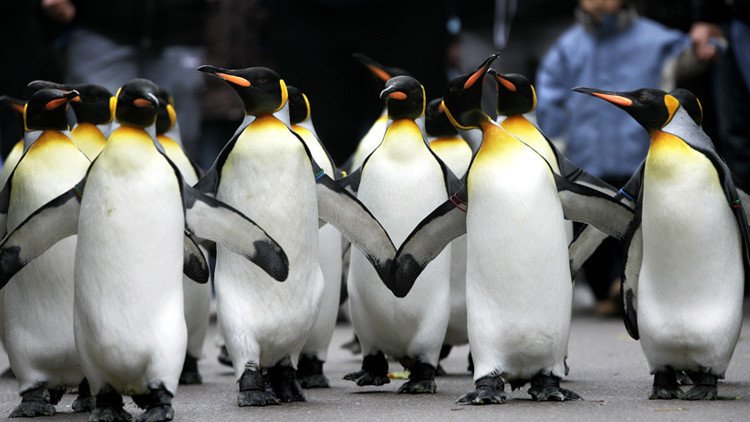 Pillados infraganti: la corta aventura de los pingüinos que quisieron ser libres (video)