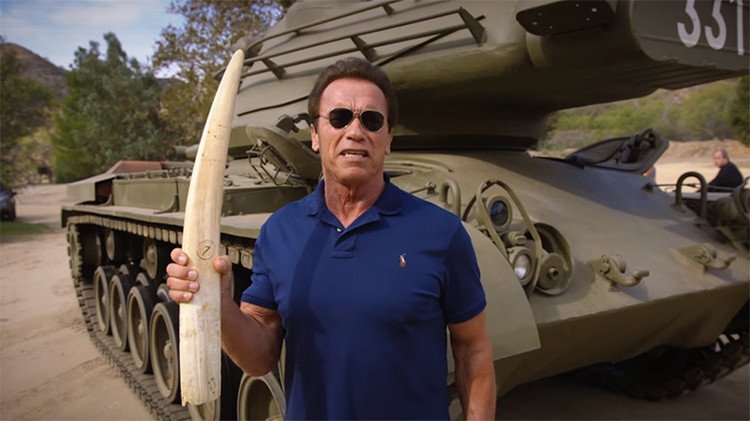 "Hasta la vista, marfil": Schwarzenegger hace explotar un colmillo de elefante