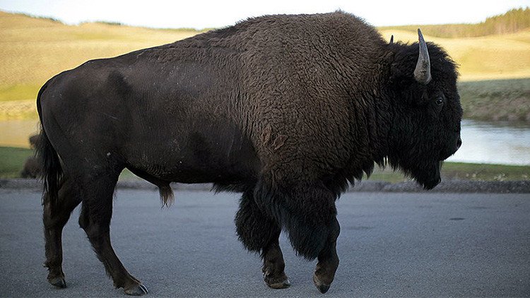 "Vergonzoso": el Parque Nacional de Yellowstone estudia matar 1.000 bisontes 