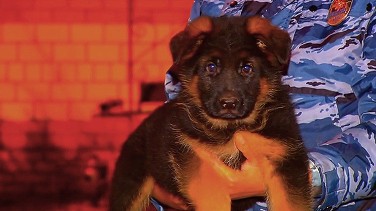 Video: Rusia regala un cachorro de pastor a la Policía francesa que emociona a la Red