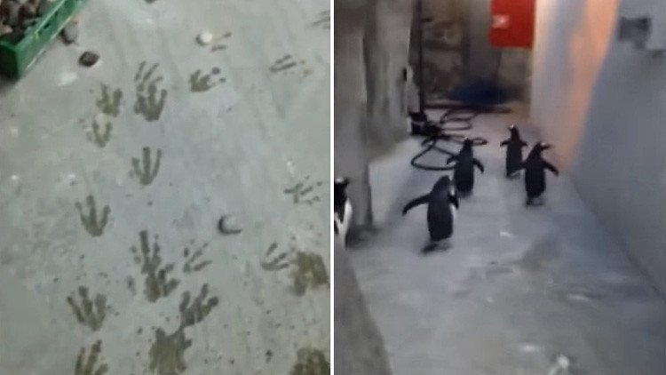 'Game over': La fallida fuga de pingüinos de zoo