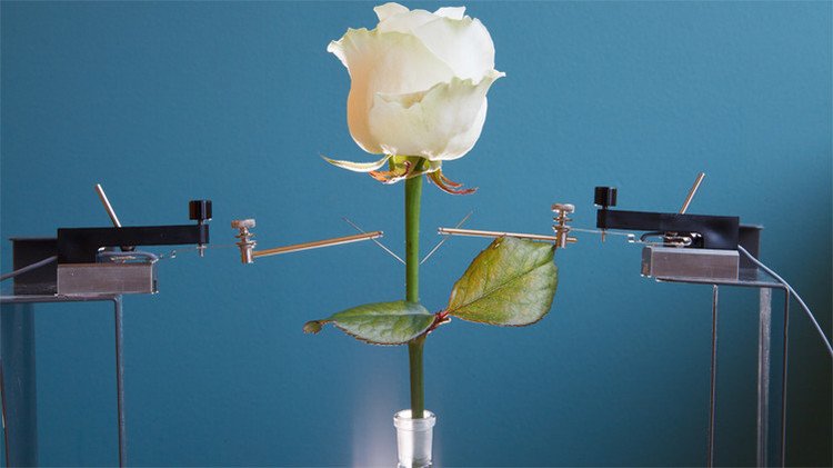Den la bienvenida a las primeras flores electrónicas del mundo