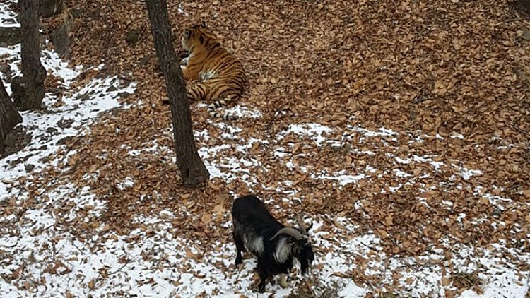 Una valiente cabra pone en su sitio a un tigre siberiano en un parque zoológico en Rusia (VIDEO)