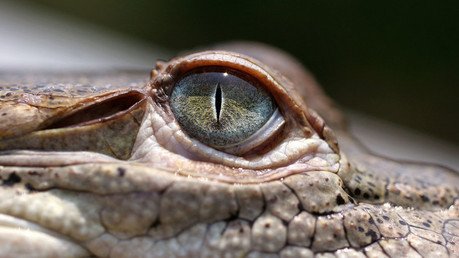 Honduras: 11.000 cocodrilos están muriendo de hambre debido a sanciones de EE.UU.