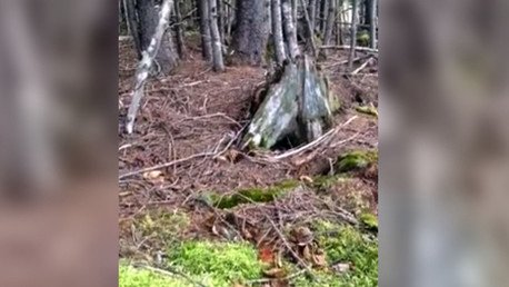 'La Tierra respira': el movimiento del suelo de un bosque canadiense desconcierta en la Red (video)