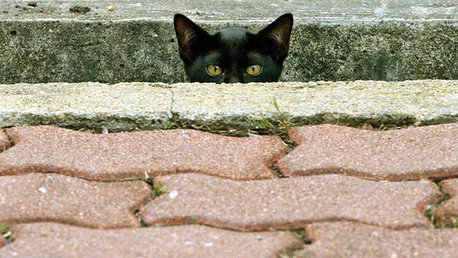 Twitter se llena de gatos con el fin de apoyar la operación antiterrorista en Bélgica