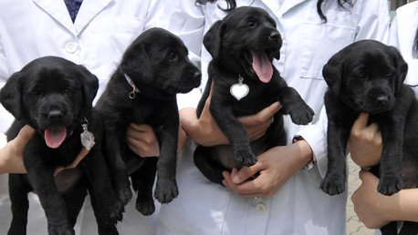 ¿Clones en serie?: China albergará una gran fábrica de clonación de animales