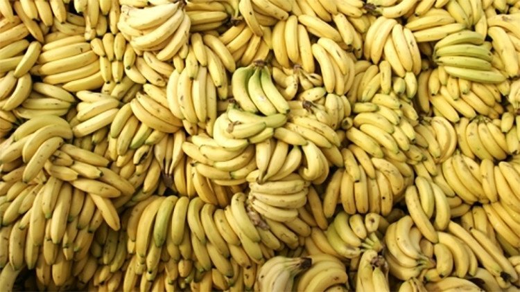 Los plátanos, en peligro de extinción: Un hongo mortífero amenaza los cultivos