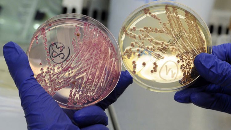 Revelan cómo las bacterias depredadoras se protegen al atacar a otros microorganismos