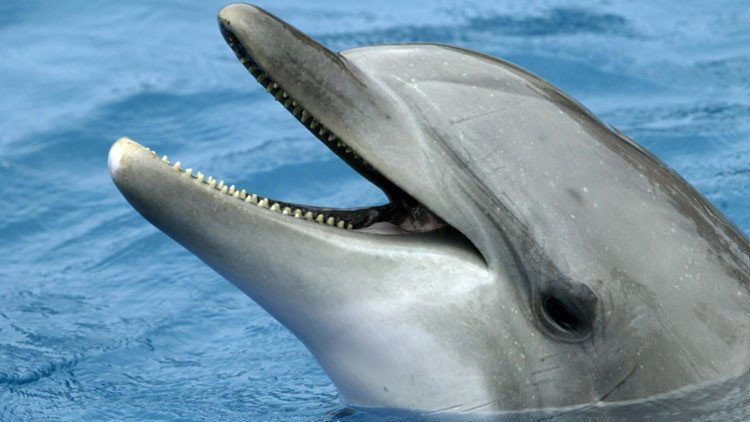 Foto: Revelan cómo los delfines 'ven' a los humanos 
