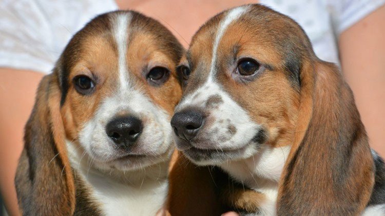 Nace la primera camada de perros por fecundación in vitro
