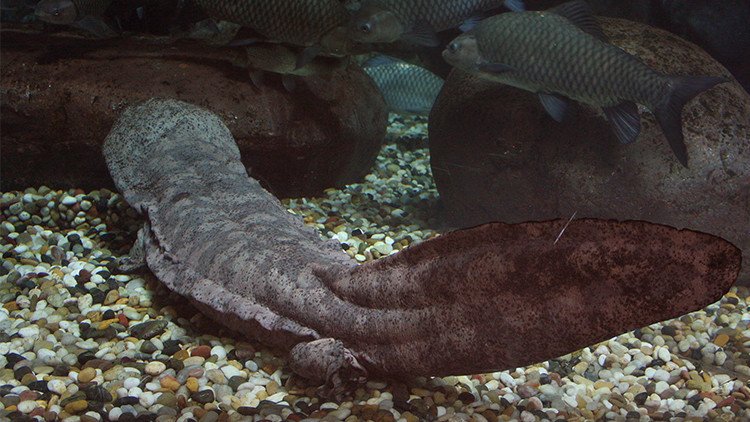 Video: Descubren en China un 'fósil viviente', una salamandra gigante de 200 años de edad