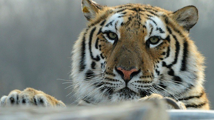 Video: Un hombre salta al recinto de los tigres en un zoo de China