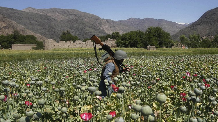 Rusia: Turquía fabrica heroína con opio afgano y la envía a Europa