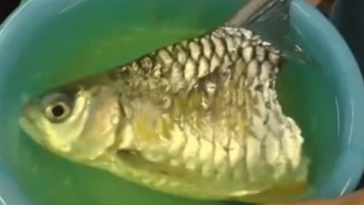La mascota más peculiar: un pez que sobrevive sin la mitad del cuerpo encontró casa y dueño