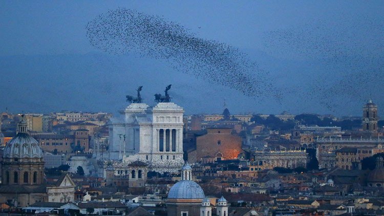 Ciudadanía y autoridades pierden la paciencia: caos en Roma por incursión de estorninos (Video)