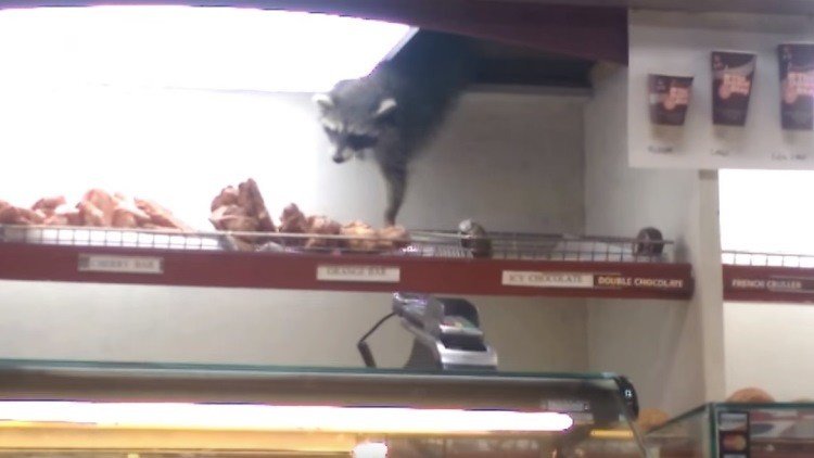 Un mapache roba un panecillo al estilo ‘Misión Imposible’ 