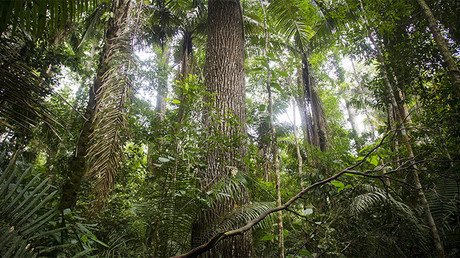 Estado de 'emergencia climática': el fin de los ecosistemas