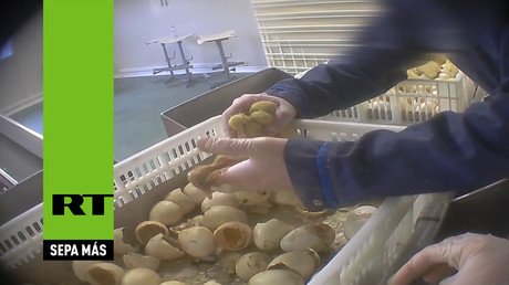 FUERTES IMÁGENES: Crueldad animal en una fábrica de 'foie gras' en Francia