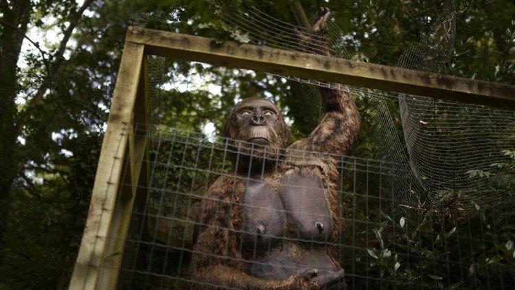 ¿Cómo murió el King Kong real?: revelan la causa de la extinción del primate más grande