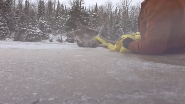 Un hombre salva a un ciervo de un río congelado