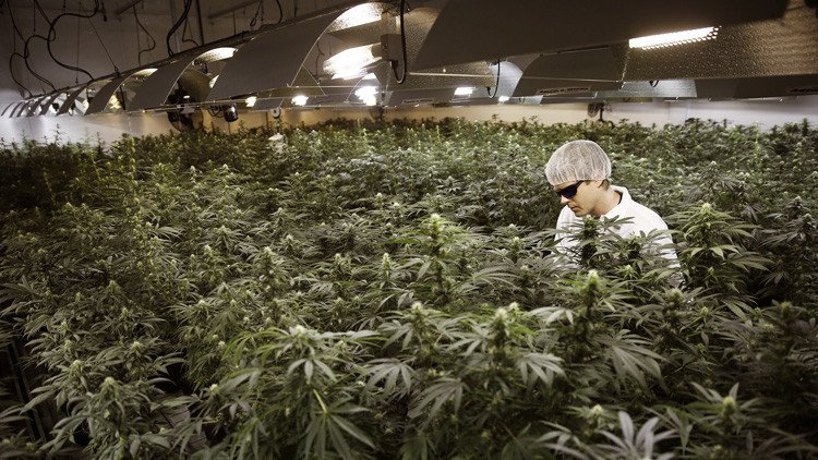 Invierta en marihuana: una empresa de cannabis sale al mercado de valores de EE.UU.