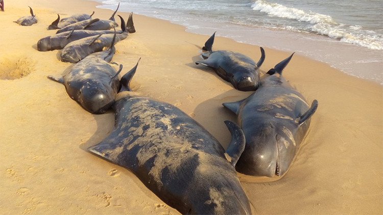 Fotos, video: ¿Qué causó la extraña muerte de 100 ballenas en la costa de India?
