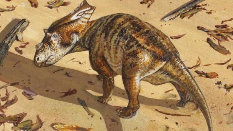 El esqueleto íntegro de un dinosaurio 'bebé' de 75 millones de años entusiasma a los científicos