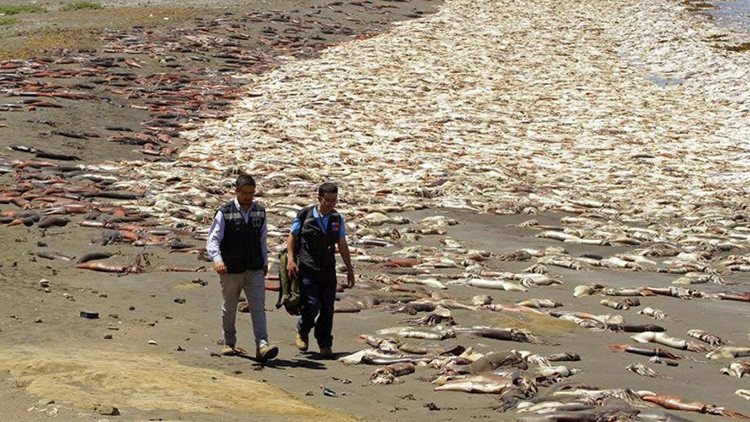 ¿El Niño, fuiste tú?: Miles de calamares mueren varados en una costa de Chile
