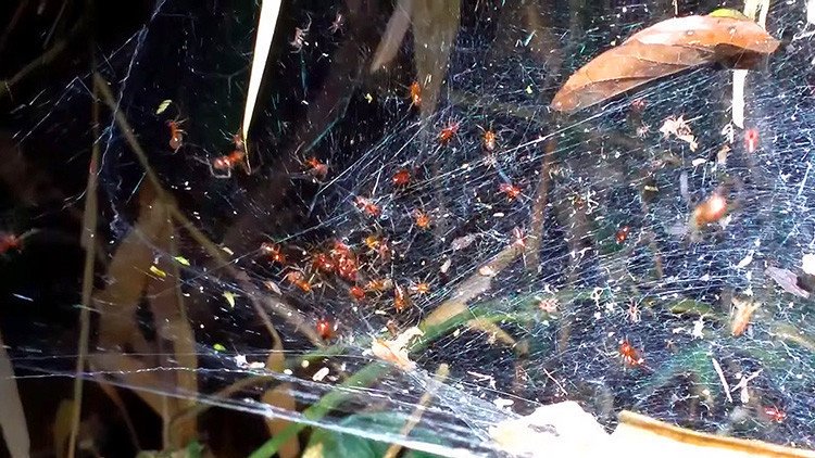  Así son las insólitas arañas sociables del Amazonas que viven y cazan en comunidad