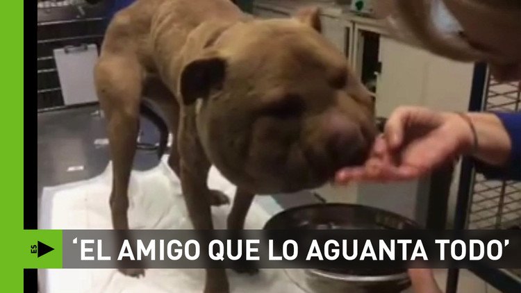 'Maltrato animal': Rescate de un perro con la cabeza deformada