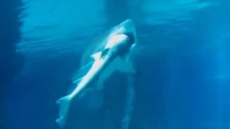 Una hembra tiburón se traga a un macho ante los atónitos visitantes del acuario