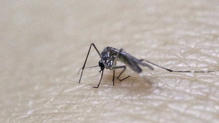 Virus del Zika: ¿Es un mosquito modificado genéticamente el causante de la epidemia?