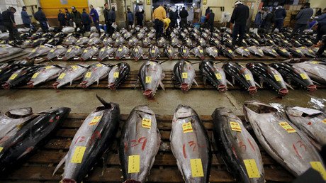 Los océanos se vacían: peces desaparecen a velocidades récord