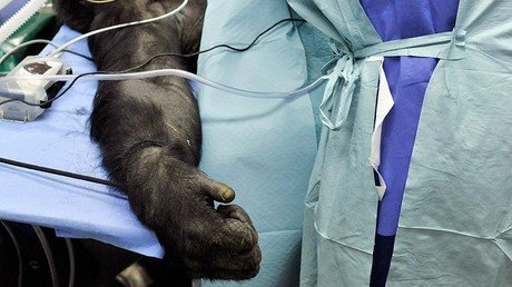 Australia usa primates para hacer estudios médicos al estilo de Frankenstein