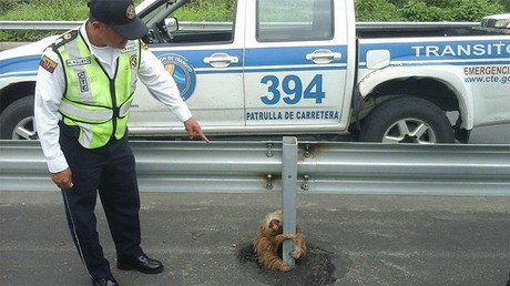 Fotos: Un perezoso atascado en una carretera de Ecuador cautiva a la Red