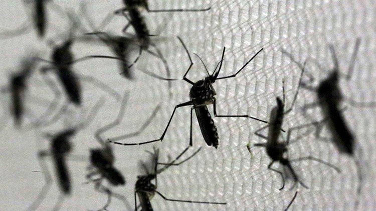La OIEA propone esterilizar mosquitos para combatir el zika